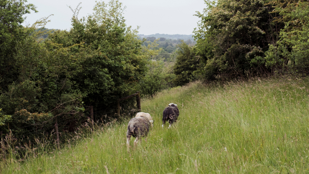 Ameena Rojee’s latest project ‘Rural Croydon’