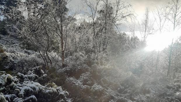 A tree in the Scottish cairngorms, leaves and branches covered in snow with some slight sunlight poking through a grey sky.