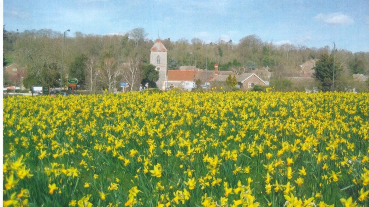 A field of daffodils with the church in the background