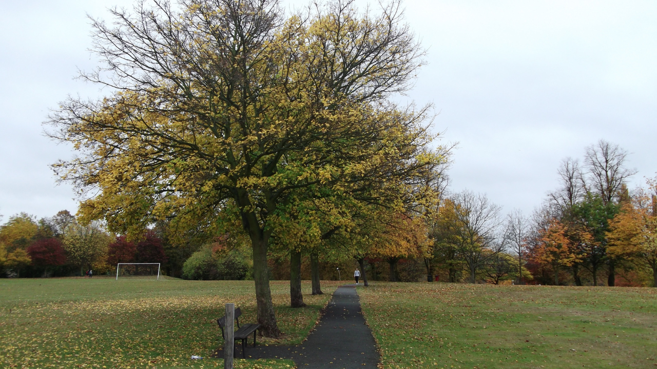 Photo of trees in a park