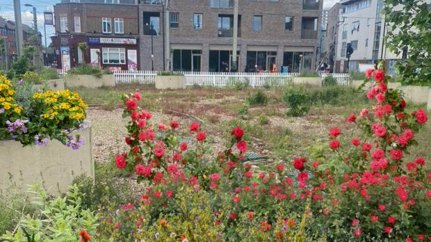 photo of an urban garden