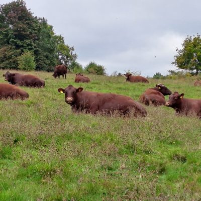 Farthing Downs Walk in Croydon - Field of Cows