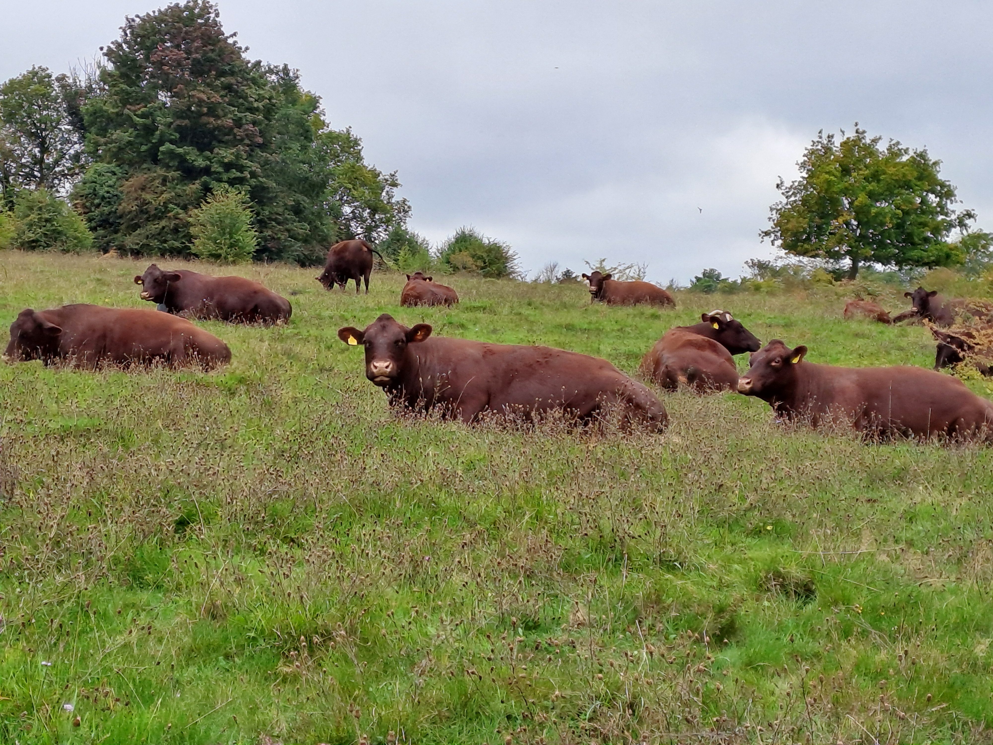 Farthing Downs Walk in Croydon - Field of Cows